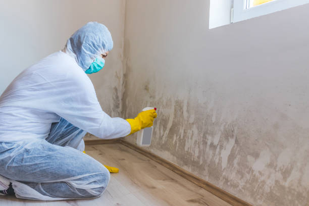 Licensed Basement Mold Remediation service in McHenry, IL - Car Mold Remediation