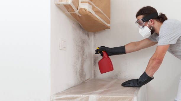 Professional Basement Mold Remediation technician working in McHenry, IL