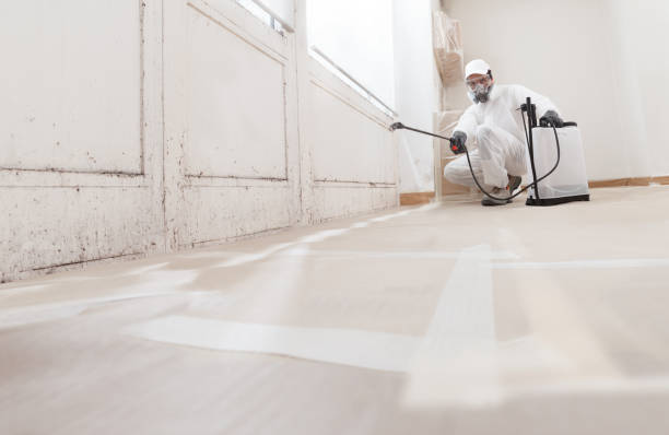24/7 Emergency Basement Mold Remediation experts in McHenry, IL