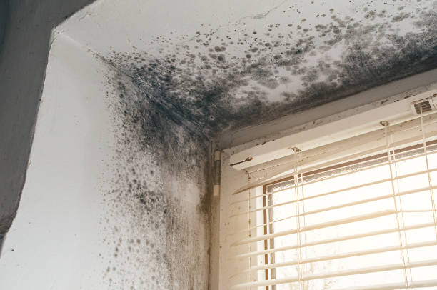Affordable Basement Mold Remediation solutions in McHenry, IL