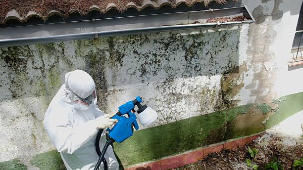Top rated local Basement Mold Remediation specialists in McHenry, IL